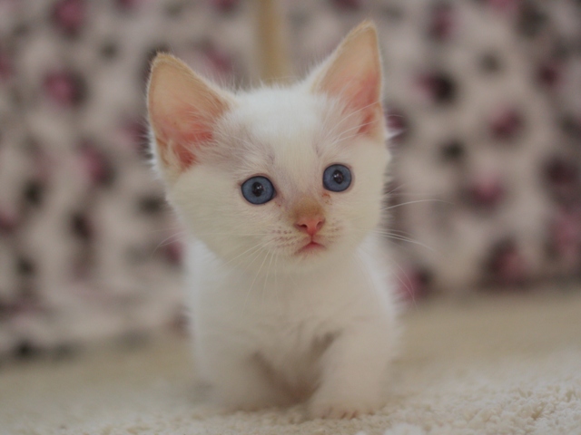 マンチカンの子猫画像