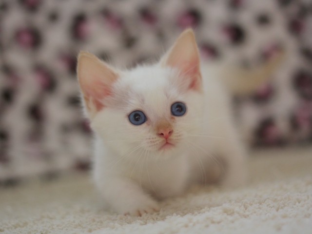 マンチカンの子猫画像