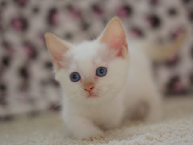 マンチカンの子猫画像