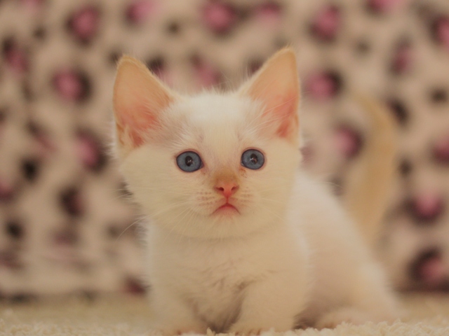 マンチカンの子猫画像