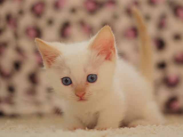 マンチカンの子猫画像