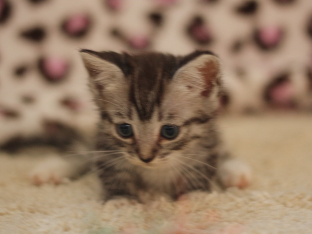 マンチカンの子猫画像