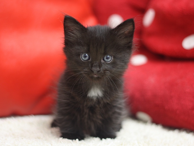 マンチカンの子猫画像