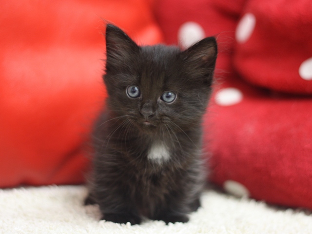 マンチカンの子猫画像