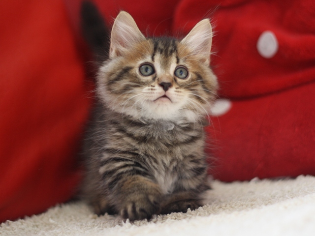 マンチカンの子猫画像