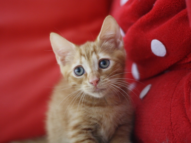 マンチカンの子猫画像