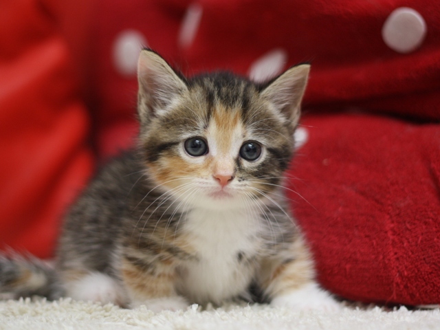 マンチカンの子猫画像