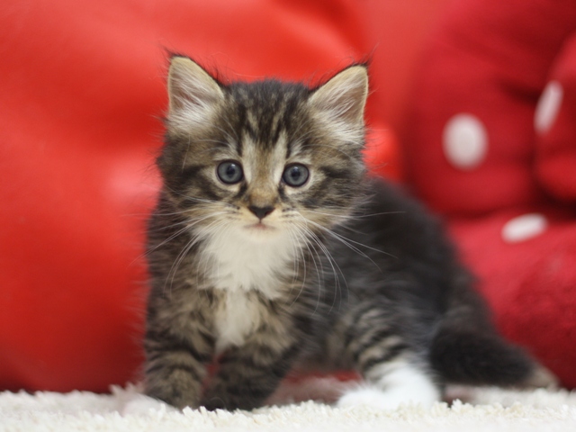 マンチカンの子猫画像