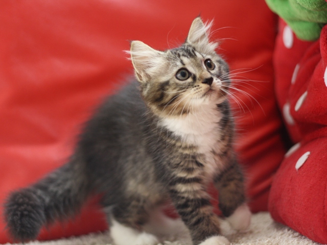 マンチカンの子猫画像