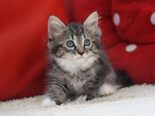 マンチカンの子猫画像