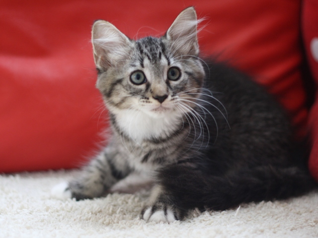 マンチカンの子猫画像