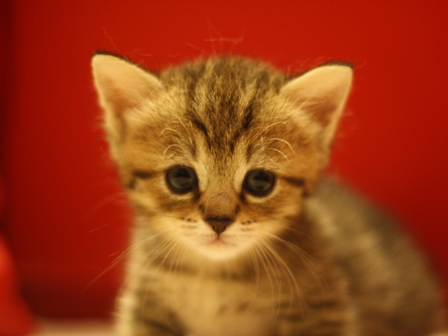 マンチカンの子猫画像