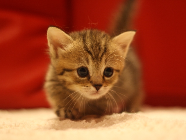 マンチカンの子猫画像