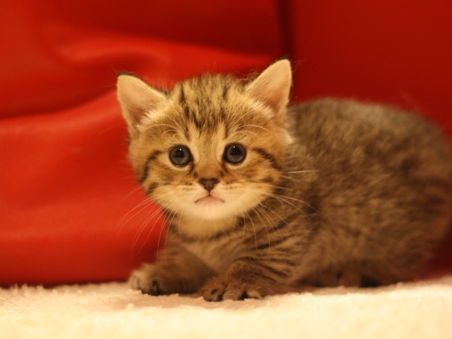 マンチカンの子猫画像