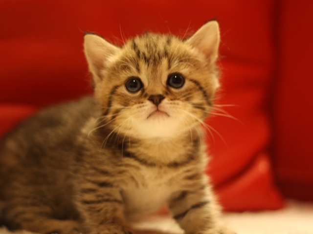 マンチカンの子猫画像