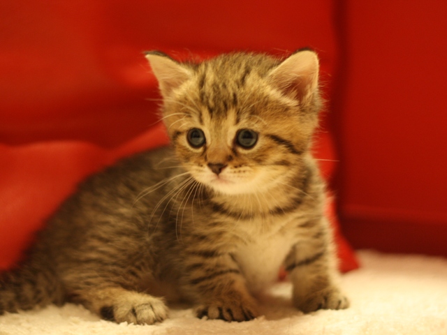 マンチカンの子猫画像