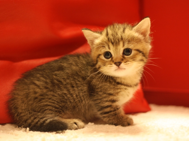 マンチカンの子猫画像