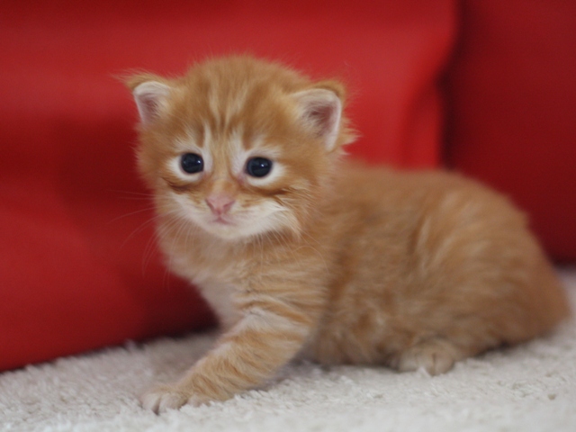 マンチカンの子猫画像