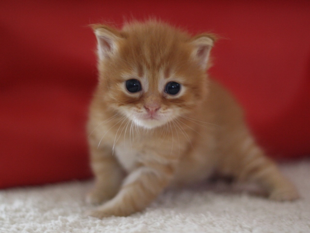 マンチカンの子猫画像