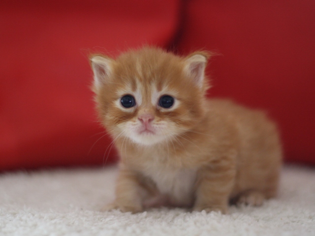 マンチカンの子猫画像