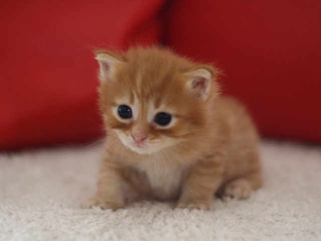 マンチカンの子猫画像