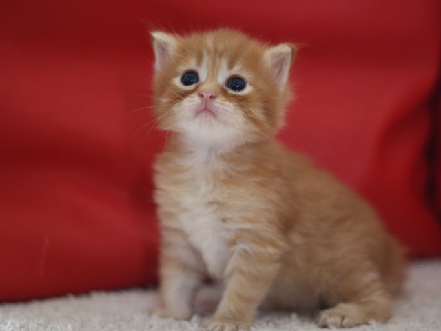 マンチカンの子猫画像