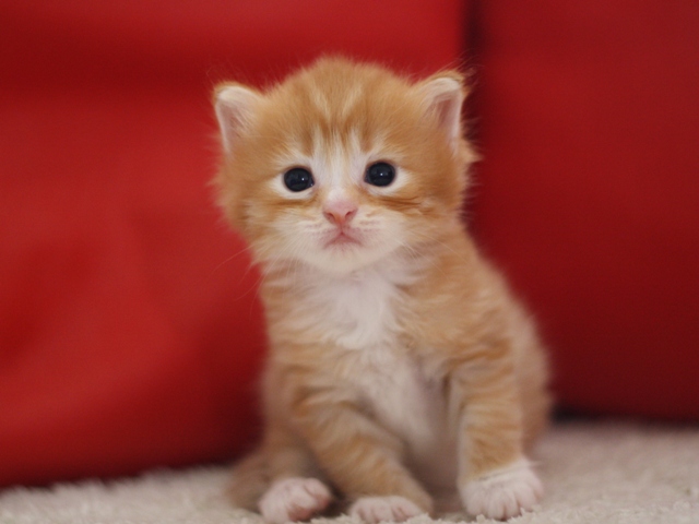 マンチカンの子猫画像