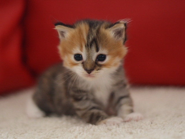 マンチカンの子猫画像