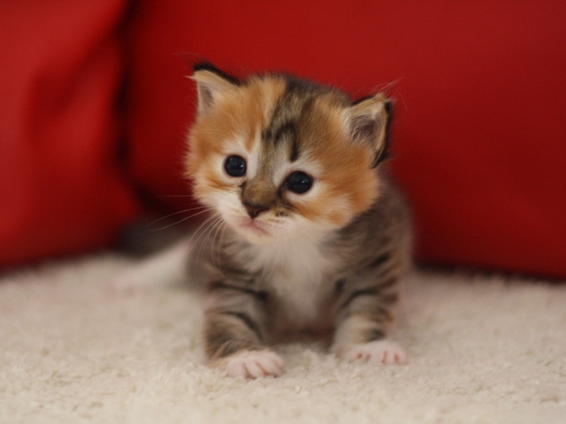 マンチカンの子猫画像