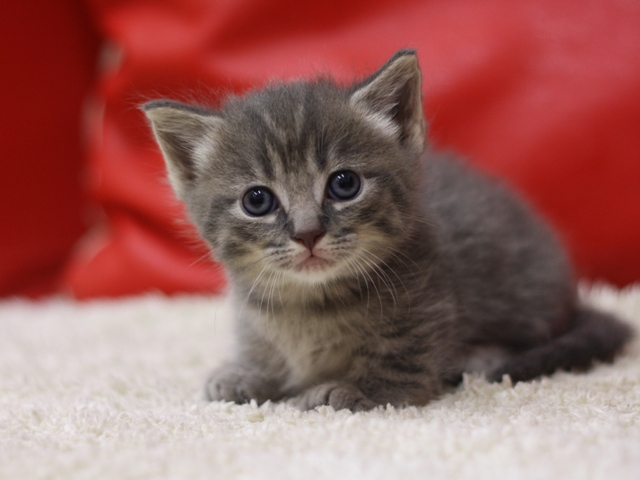 マンチカンの子猫画像