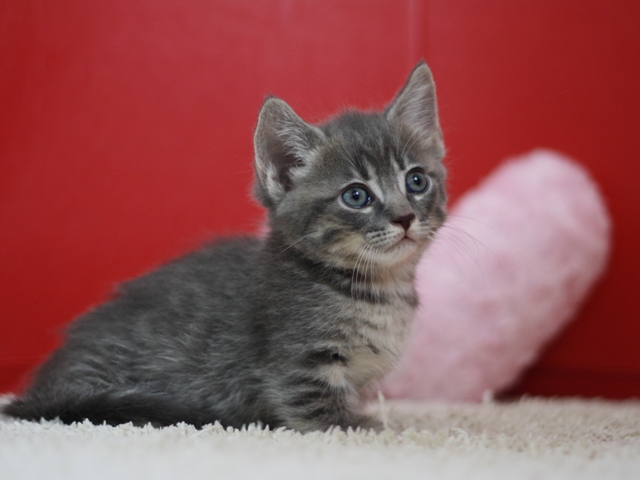 マンチカンの子猫画像