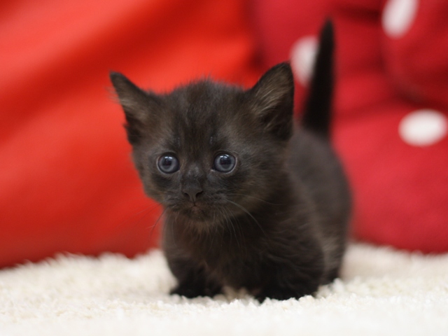 マンチカンの子猫画像