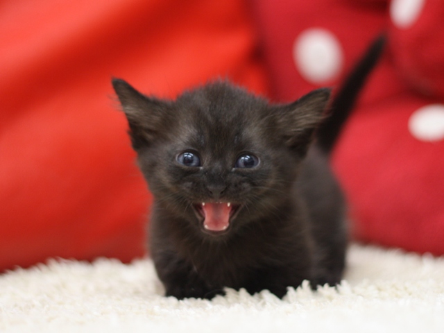 マンチカンの子猫画像