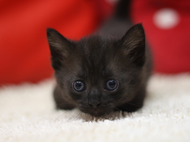 マンチカンの子猫画像