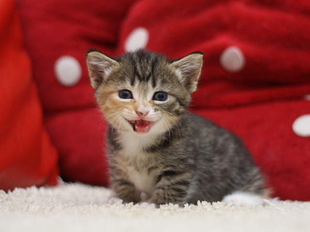 マンチカンの子猫画像