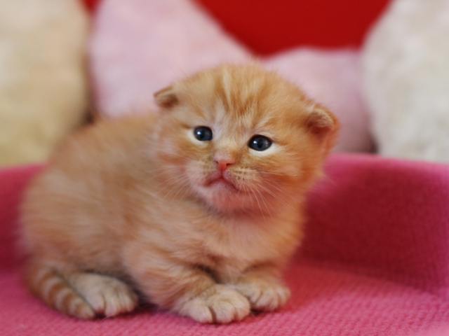 マンチカンの子猫画像