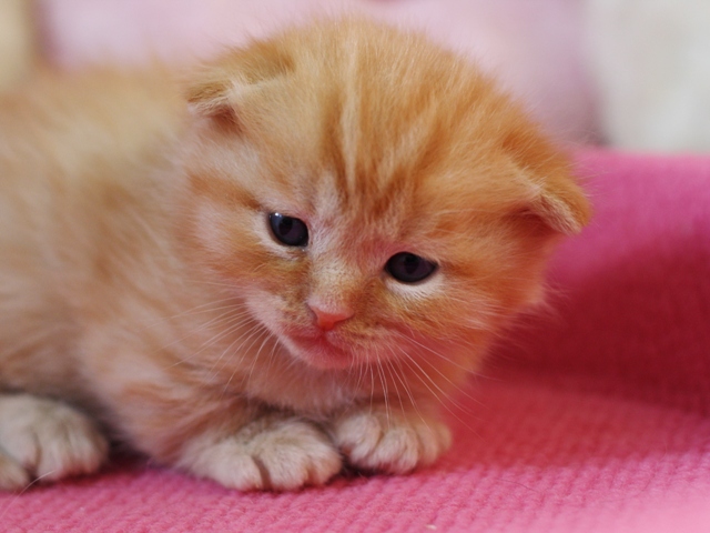 マンチカンの子猫画像