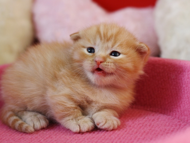 マンチカンの子猫画像