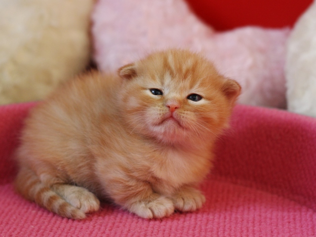 マンチカンの子猫画像