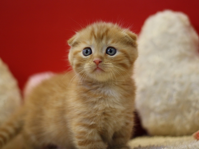 マンチカンの子猫画像