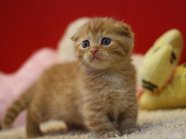 マンチカンの子猫画像