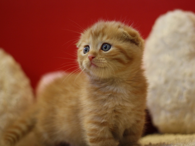 マンチカンの子猫画像