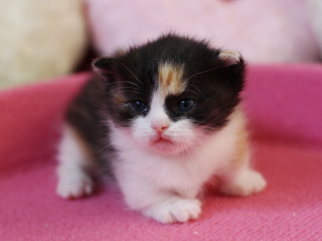 マンチカンの子猫画像