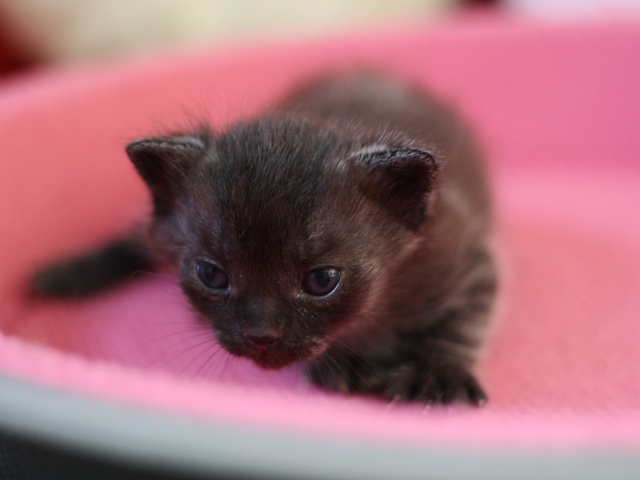 マンチカンの子猫画像