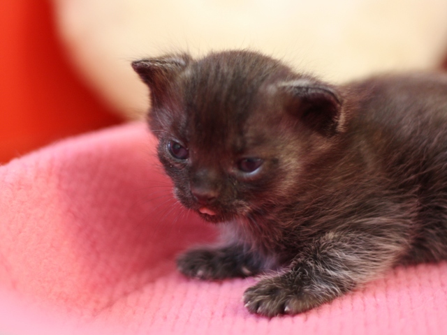 マンチカンの子猫画像