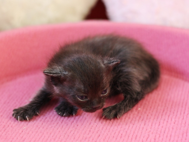 マンチカンの子猫画像