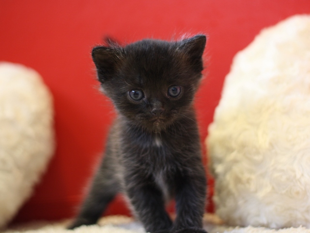 マンチカンの子猫画像