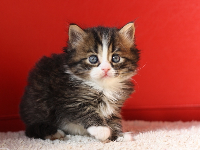 マンチカンの子猫画像