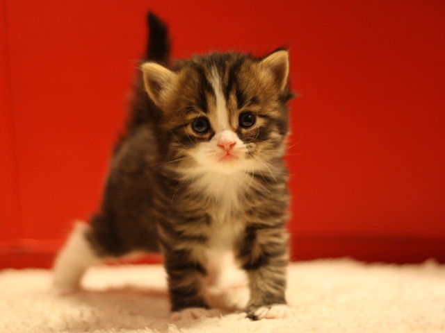 マンチカンの子猫画像