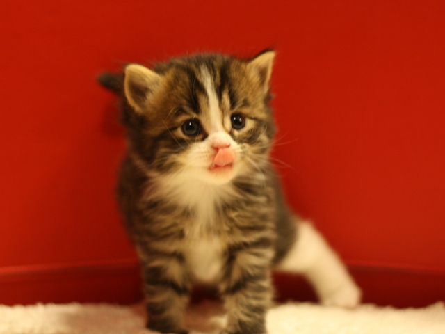 マンチカンの子猫画像